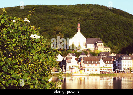 Wildrosen vor Stadtbild des Dorfes Beilstein an der Mosel mit ihren kleinen Gassen und Fachwerkhäuser beherbergt. Stockfoto