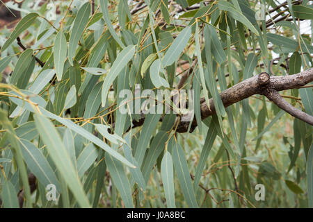 Gum Eukalyptusblätter Tree Northern Territory Stockfoto