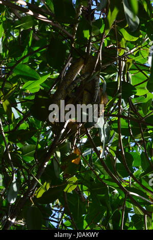 Bilder, die während der Tour von Caroni Bird Sanctuary, Trinidad und Tobago Stockfoto