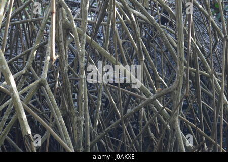 Bilder, die während der Tour von Caroni Bird Sanctuary, Trinidad und Tobago Stockfoto