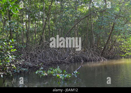 Bilder, die während der Tour von Caroni Bird Sanctuary, Trinidad und Tobago Stockfoto