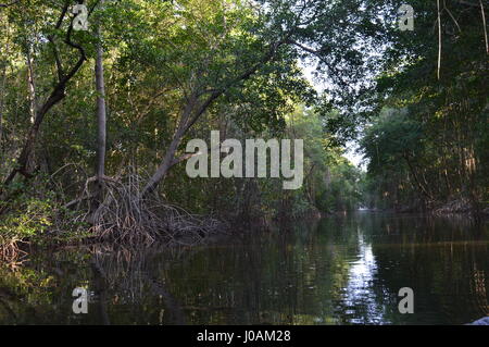 Bilder, die während der Tour von Caroni Bird Sanctuary, Trinidad und Tobago Stockfoto