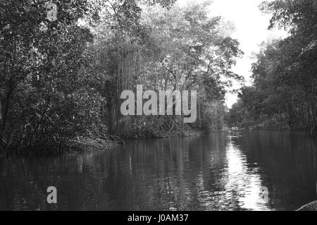 Bilder, die während der Tour von Caroni Bird Sanctuary, Trinidad und Tobago Stockfoto