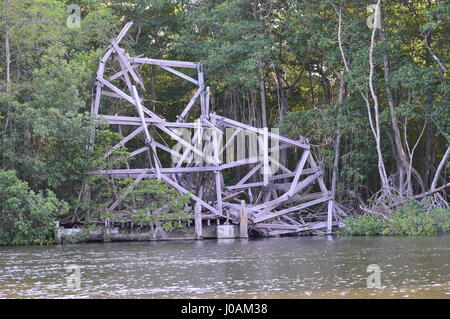 Bilder, die während der Tour von Caroni Bird Sanctuary, Trinidad und Tobago Stockfoto