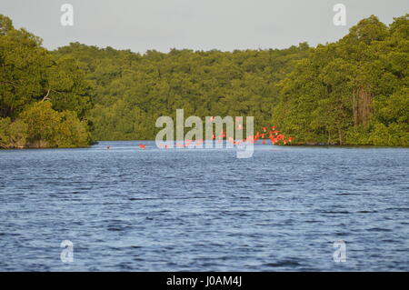 Bilder, die während der Tour von Caroni Bird Sanctuary, Trinidad und Tobago Stockfoto