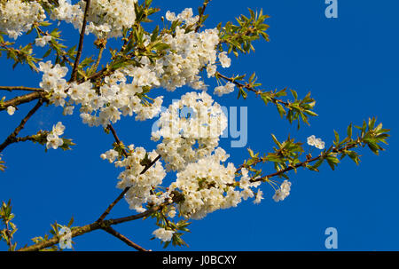 Blühende Sauerkirsche vor blauem Himmel Stockfoto