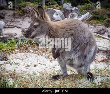 Die rot-necked Wallaby oder Bennett Wallaby (Macropus Rufogriseus) sitzen am Strand Stockfoto