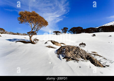 Hillslops der Snowy Mountains Nationalpark Skigebiete in Australien, New South Wales. Snowgum Eukalyptus-Baum mit Wurzeln auf einem steinigen Felsen zwischen Schnee bedeckten Stockfoto