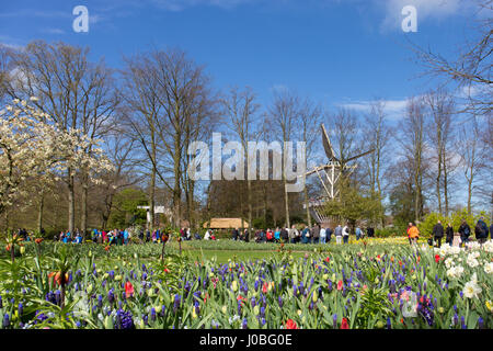 Typische holländische Windmühle in den Keukenhof mit Tulpen und anderen Blumen im Vordergrund Stockfoto