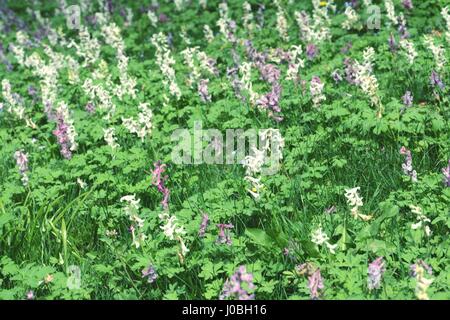 Vollbild-Hintergrund von Corydalis Blüte. Vintage Retusche. Stockfoto