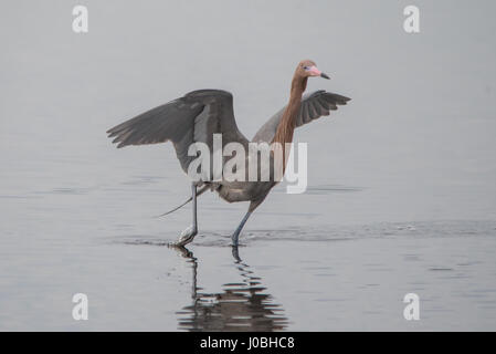 FLORIDA / USA: Spektakuläre Bilder zeigen ein paar rötliche Silberreiher anmutig waltzing durch die Luft, wie man aus den anderen jagt fangen sie Angeln in seinem Hoheitsgebiet. Die unglaublichen Fotos zeigen die Vögel, die heftig ihre fast vier-Fuß breite Flügel ausbreitet, wie sie weben in- und out-einander ausweichen. Eine weitere Aufnahme zeigt den Moment, die ein Vogel fast mit dem anderen kollidiert zu warnen, es fern zu bleiben.  Die atemberaubenden Bilder wurden auf Merritt Island in der Nähe von Titusville, Florida, USA von Naturfotograf, Karen King (60) aus Apopka, Florida, USA. Um ihre Fotos zu machen, verwendet Karen Stockfoto