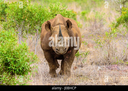 Südafrika: Eine britische Amateur-Fotografen hatte eine enge Anruf, nachdem ein Spitzmaul-Nashorn ihm in Rechnung gestellt und innerhalb von nur fünfzehn Fuß gestoppt. Spannende Aufnahmen aus einem Wildreservat in Südafrika zeigen, die die böse aussehenden Nashorn Fotografen vor Ort, wie es aus dem dichten Busch, stampfte vor dem Laden plötzlich direkt auf ihn. Die Bilder wurden von pensionierten internationalen Steuer- und Zolleinnahmen Berater Ken Haley (63) aus Newcastle-upon-Tyne, die regelmäßig auf Safari geht, da zog er nach Afrika im Jahr 2002 aufgenommen. Stockfoto