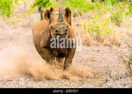 Südafrika: Eine britische Amateur-Fotografen hatte eine enge Anruf, nachdem ein Spitzmaul-Nashorn ihm in Rechnung gestellt und innerhalb von nur fünfzehn Fuß gestoppt. Spannende Aufnahmen aus einem Wildreservat in Südafrika zeigen, die die böse aussehenden Nashorn Fotografen vor Ort, wie es aus dem dichten Busch, stampfte vor dem Laden plötzlich direkt auf ihn. Die Bilder wurden von pensionierten internationalen Steuer- und Zolleinnahmen Berater Ken Haley (63) aus Newcastle-upon-Tyne, die regelmäßig auf Safari geht, da zog er nach Afrika im Jahr 2002 aufgenommen. Stockfoto