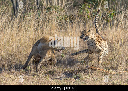 KÖNNTE dieses glücklosen Gepard am meisten Angst im afrikanischen Busch. Vom Rückzug aus Nashörner zu fegen von Hyänen Bilder zeigen Sie wie diese Feigen Gepard Federn sogar Weg von seiner eigenen Art, mit der Gefahr konfrontiert. Bilder von South African Wildlife-Fotograf Andrew Schoeman zeigen unten wie weit der Hackordnung, die schnell, aber leicht gebauten Räuber wirklich ist. Stockfoto