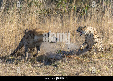 KÖNNTE dieses glücklosen Gepard am meisten Angst im afrikanischen Busch. Vom Rückzug aus Nashörner zu fegen von Hyänen Bilder zeigen Sie wie diese Feigen Gepard Federn sogar Weg von seiner eigenen Art, mit der Gefahr konfrontiert. Bilder von South African Wildlife-Fotograf Andrew Schoeman zeigen unten wie weit der Hackordnung, die schnell, aber leicht gebauten Räuber wirklich ist. Stockfoto