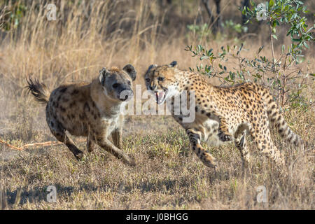 KÖNNTE dieses glücklosen Gepard am meisten Angst im afrikanischen Busch. Vom Rückzug aus Nashörner zu fegen von Hyänen Bilder zeigen Sie wie diese Feigen Gepard Federn sogar Weg von seiner eigenen Art, mit der Gefahr konfrontiert. Bilder von South African Wildlife-Fotograf Andrew Schoeman zeigen unten wie weit der Hackordnung, die schnell, aber leicht gebauten Räuber wirklich ist. Stockfoto