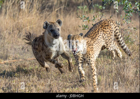 KÖNNTE dieses glücklosen Gepard am meisten Angst im afrikanischen Busch. Vom Rückzug aus Nashörner zu fegen von Hyänen Bilder zeigen Sie wie diese Feigen Gepard Federn sogar Weg von seiner eigenen Art, mit der Gefahr konfrontiert. Bilder von South African Wildlife-Fotograf Andrew Schoeman zeigen unten wie weit der Hackordnung, die schnell, aber leicht gebauten Räuber wirklich ist. Stockfoto