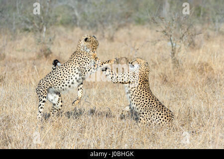 KÖNNTE dieses glücklosen Gepard am meisten Angst im afrikanischen Busch. Vom Rückzug aus Nashörner zu fegen von Hyänen Bilder zeigen Sie wie diese Feigen Gepard Federn sogar Weg von seiner eigenen Art, mit der Gefahr konfrontiert. Bilder von South African Wildlife-Fotograf Andrew Schoeman zeigen unten wie weit der Hackordnung, die schnell, aber leicht gebauten Räuber wirklich ist. Stockfoto