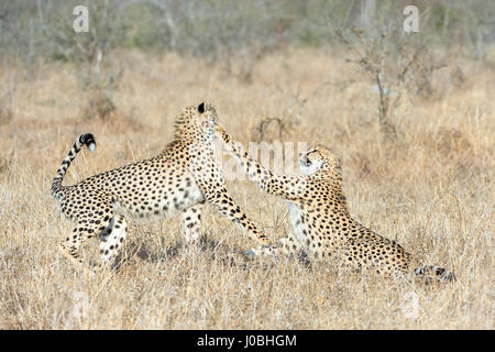 KÖNNTE dieses glücklosen Gepard am meisten Angst im afrikanischen Busch. Vom Rückzug aus Nashörner zu fegen von Hyänen Bilder zeigen Sie wie diese Feigen Gepard Federn sogar Weg von seiner eigenen Art, mit der Gefahr konfrontiert. Bilder von South African Wildlife-Fotograf Andrew Schoeman zeigen unten wie weit der Hackordnung, die schnell, aber leicht gebauten Räuber wirklich ist. Stockfoto