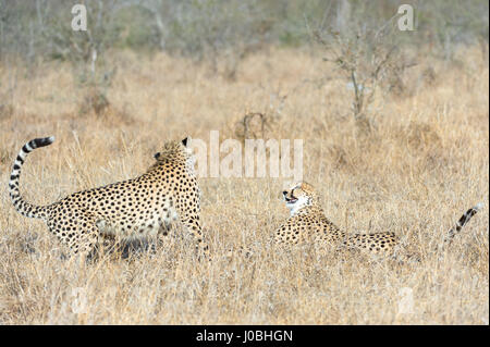 KÖNNTE dieses glücklosen Gepard am meisten Angst im afrikanischen Busch. Vom Rückzug aus Nashörner zu fegen von Hyänen Bilder zeigen Sie wie diese Feigen Gepard Federn sogar Weg von seiner eigenen Art, mit der Gefahr konfrontiert. Bilder von South African Wildlife-Fotograf Andrew Schoeman zeigen unten wie weit der Hackordnung, die schnell, aber leicht gebauten Räuber wirklich ist. Stockfoto