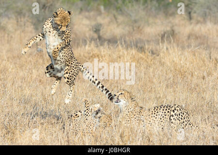 KÖNNTE dieses glücklosen Gepard am meisten Angst im afrikanischen Busch. Vom Rückzug aus Nashörner zu fegen von Hyänen Bilder zeigen Sie wie diese Feigen Gepard Federn sogar Weg von seiner eigenen Art, mit der Gefahr konfrontiert. Bilder von South African Wildlife-Fotograf Andrew Schoeman zeigen unten wie weit der Hackordnung, die schnell, aber leicht gebauten Räuber wirklich ist. Stockfoto