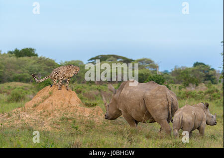 KÖNNTE dieses glücklosen Gepard am meisten Angst im afrikanischen Busch. Vom Rückzug aus Nashörner zu fegen von Hyänen Bilder zeigen Sie wie diese Feigen Gepard Federn sogar Weg von seiner eigenen Art, mit der Gefahr konfrontiert. Bilder von South African Wildlife-Fotograf Andrew Schoeman zeigen unten wie weit der Hackordnung, die schnell, aber leicht gebauten Räuber wirklich ist. Stockfoto