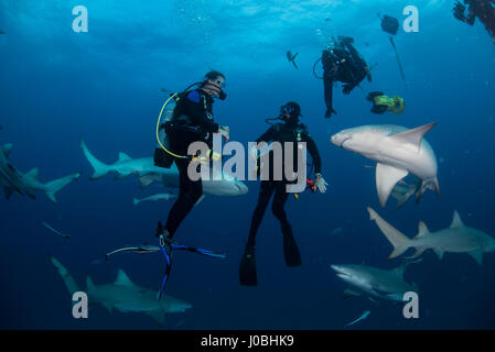 FLORIDA, USA: Ein Unterwasser Vorschlag mit Haien eng vermeidet sehr schief, wie nervöse Verlobten gefilmt wird, seinen Griff auf den Diamantring im entscheidenden Moment zu verlieren. Bilder und Videos zeigen die einzigartige Heiratsantrag statt unter Wasser mit einer ganzen Reihe von Schaulustigen einschließlich Zitrone und Tiger Haie und andere Meeresbewohner.  Das Paar wurden auch im Bild Austausch einen Kuss sowie posieren für Schnappschüsse mit einem Hai. Das geliebt-Up Duo Ulises Flores (37) und Cassondra Jensen (27) aus Wellington Florida, erfüllt durch ihre gemeinsame Leidenschaft für Pferde.  Ulises ein equine Bräutigam und Cassondra Stockfoto