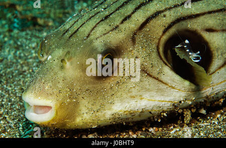 Ein Kugelfisch mit eine Garnele in Dauin, Philippinen getroffen. WITZIGE Aufnahmen ergaben sich winzige Unterwasser Lebewesen erscheinen, einen Aufzug per Anhalter auf ihre größeren Pendants. Die Makro-Aufnahmen zeigen farbenfrohe Unterwasserwelt ruht auf der jeweils anderen und man zeigt sogar ein Clownfisch mit einem Parasiten sitzen in ihren Mund. In ein anderes Bild eine Muräne sitzt mit einer klaren Putzergarnelen kitzeln ihre Lippen und eine riesige Krake scheint auch die gleiche Garnelen Freund erworben haben, die über seinem Auge thront hat. Weitere beeindruckende Fotos zeigen ein paar Coleman Garnelen auf einem Feuer Seeigel und eine orange n Stockfoto