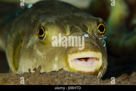 Ein Kugelfisch mit eine Garnele in Dauin, Philippinen getroffen. WITZIGE Aufnahmen ergaben sich winzige Unterwasser Lebewesen erscheinen, einen Aufzug per Anhalter auf ihre größeren Pendants. Die Makro-Aufnahmen zeigen farbenfrohe Unterwasserwelt ruht auf der jeweils anderen und man zeigt sogar ein Clownfisch mit einem Parasiten sitzen in ihren Mund. In ein anderes Bild eine Muräne sitzt mit einer klaren Putzergarnelen kitzeln ihre Lippen und eine riesige Krake scheint auch die gleiche Garnelen Freund erworben haben, die über seinem Auge thront hat. Weitere beeindruckende Fotos zeigen ein paar Coleman Garnelen auf einem Feuer Seeigel und eine orange n Stockfoto