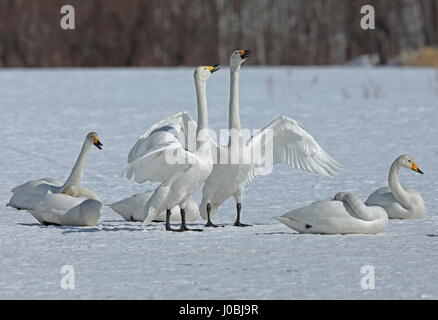 Whooper Schwan (Cygnus Cygnus) Erwachsene anzeigen Akan, Hokkaido; Japan März Stockfoto