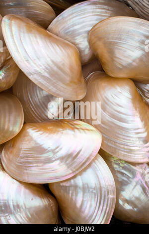 Eine Sammlung von Muscheln auf einem Stall befindet sich auf Llandudno Pier, Nordwales angezeigt Stockfoto