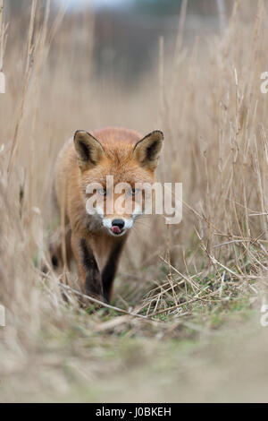 Rotfuchs / Rotfuchs (Vulpes Vulpes) auf einen Fuchs Weg durch hohen, trockenen Reed Grass, niedrige Sicht, frontale Ansicht näher kommen. Stockfoto