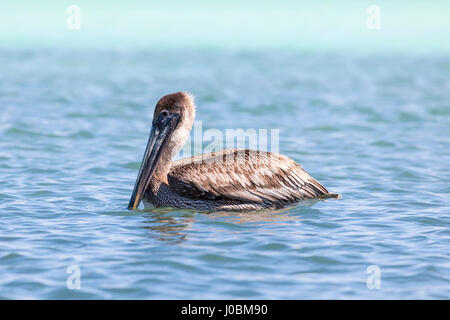 Braune Pelikan im Atlantik schwimmen. Florida, United States Stockfoto