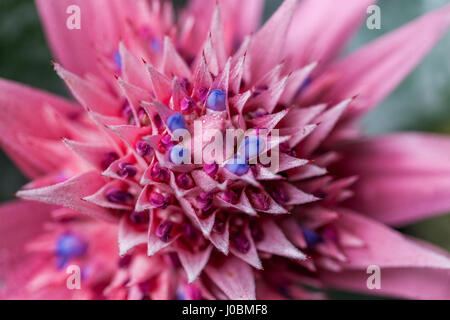 Aechmea fasciata Silver Vase Bromeliad Urne Pflanze einzigartige Blume Stockfoto