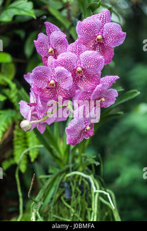 Phalaenopsis, rosa Orchidee hängend an einem Baum Stockfoto