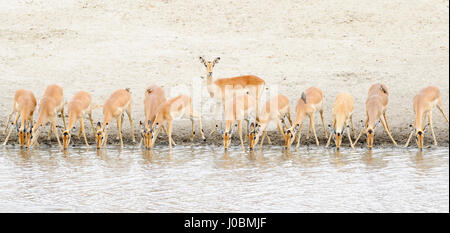 Impala (Aepyceros Melampus) Herde trinken am Wasserloch, Krüger Nationalpark, Südafrika Stockfoto