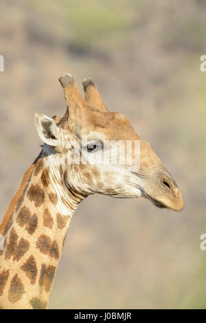 Giraffe (Giraffa Plancius) Porträt, Close up, Krüger Nationalpark, Südafrika Stockfoto