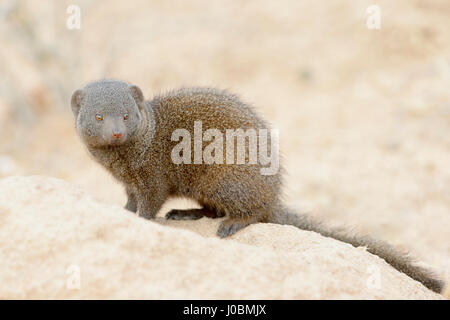 Zwerg-Mungo (Helogale Parvula), sitzen auf dem Boden, Krüger Nationalpark, Südafrika. Stockfoto