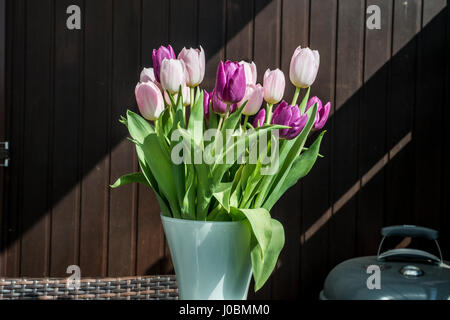Lila und weiße Tulpen im Eimer Ostern Dekoration Blumen braun Hintergrund Stockfoto