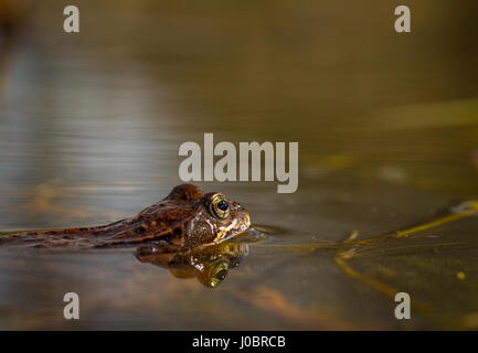 Grasfrosch, Rana Temporaria, in einem Gartenteich in Norwegen. Blick von der Seite, Spiegelbild der Frosch im Wasser. April, Frühjahr Stockfoto