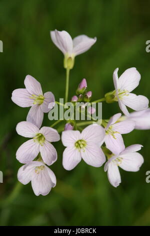 Kuckuck-Blume / Lady's Smock Cardamine Pratensis im Wald in der Nähe von Bangor Co Down N Irland Stockfoto