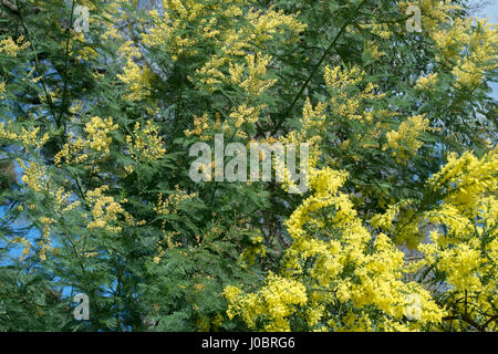 Acacia Dealbata. Silber-Akazie. Im Frühling blühen Mimosen Stockfoto