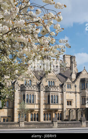 Kirschbaum blühen entlang Rose Lane, Oxford, Oxfordshire, England Stockfoto