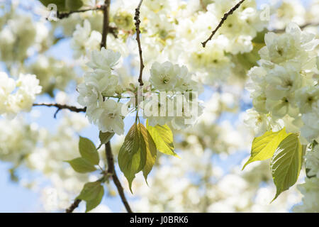 Prunus Serrulata 'Ukon'. Japanische Blütenkirsche 'Ukon' Baum Blüte im Frühjahr Stockfoto