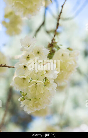 Prunus Serrulata 'Ukon'. Japanische Blütenkirsche 'Ukon' Baum Blüte im Frühjahr Stockfoto