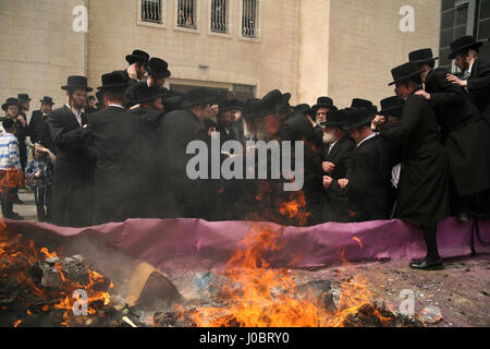 Ultra orthodoxe jüdische Männer, Belz Chassidim, versammeln sich um ihre Rabbiner, Yissachar Dov Rokeach während des Brennens Chametz am Morgen am Vorabend des Pessach-Festes Stockfoto