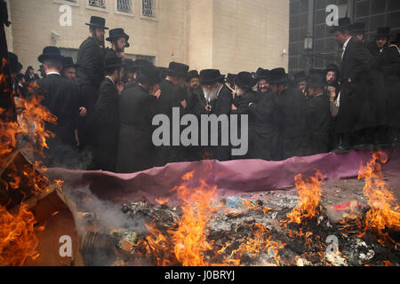 Ultra orthodoxe jüdische Männer, Belz Chassidim, versammeln sich um ihre Rabbiner, Yissachar Dov Rokeach während des Brennens Chametz am Morgen am Vorabend des Pessach-Festes. Stockfoto