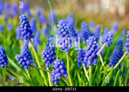 Armenische Saphir (Muscari Armeniacum) Blüten Nahaufnahme. Geringe Schärfentiefe. Stockfoto