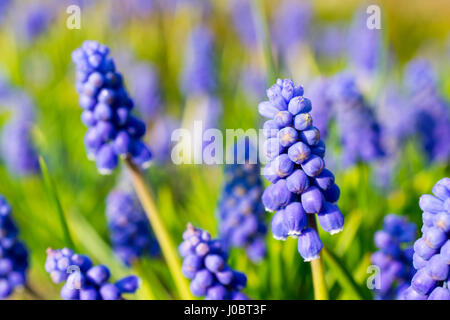 Armenische Saphir (Muscari Armeniacum) Blüten Nahaufnahme. Geringe Schärfentiefe. Stockfoto