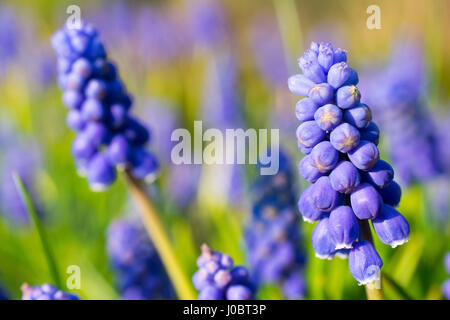 Armenische Saphir (Muscari Armeniacum) Blüten Nahaufnahme. Geringe Schärfentiefe. Stockfoto